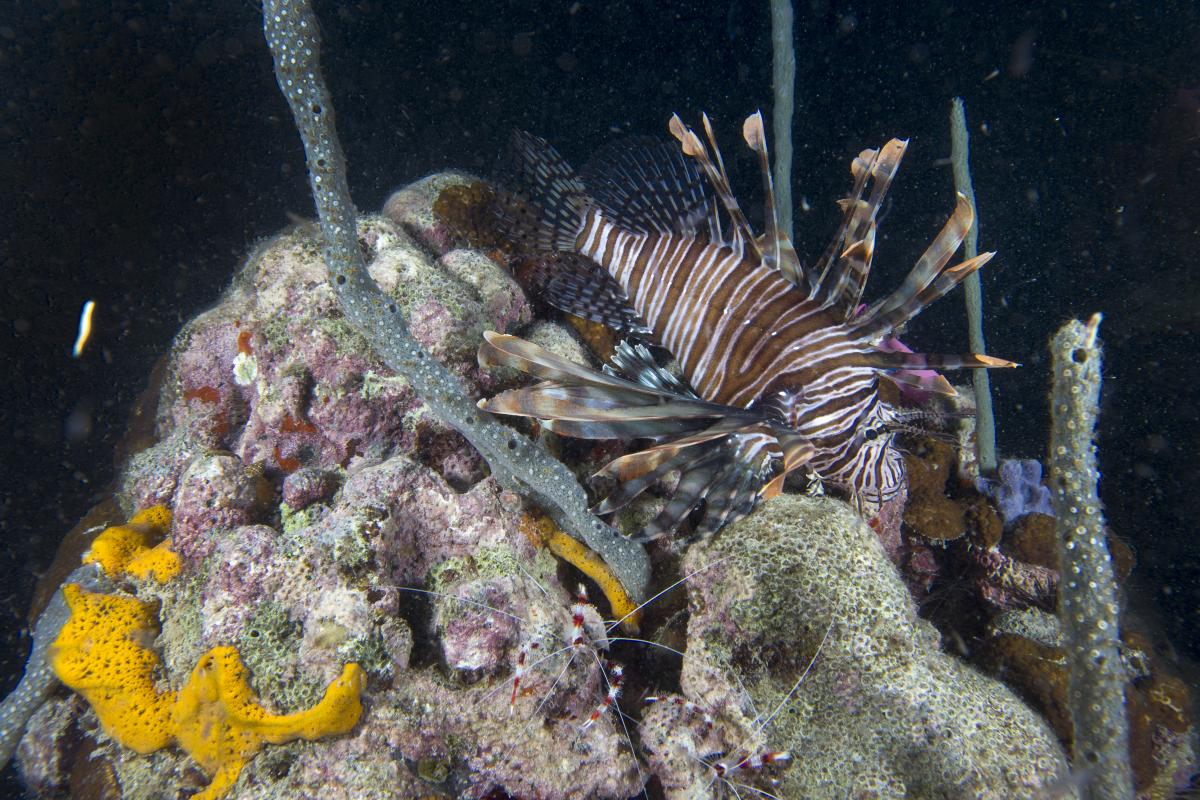 Pterois is an invasive species in the Caribbean.