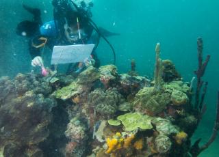 Scientific Diver checks accuracy of data