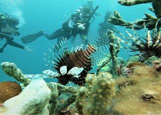 Scientific Diving Students observe invasive species in the Caribbean Sea