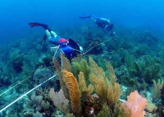 Research Divers conducting a survey along a transect in Belize